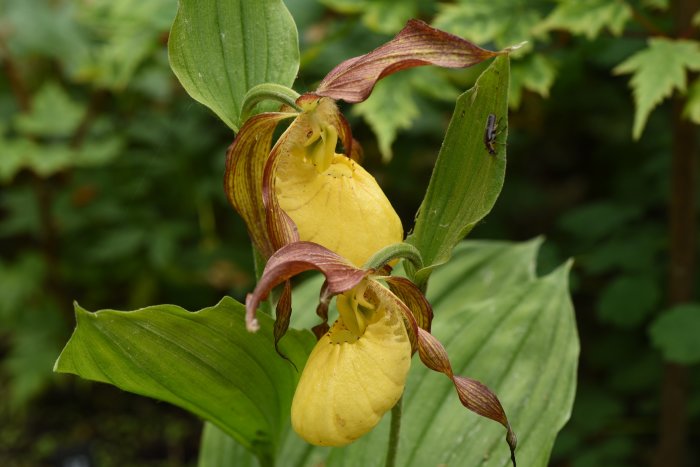 Gula och brunrandiga Cypripedium 'Sunny' orkidéblommor med gröna blad och en insekt på ett blad.