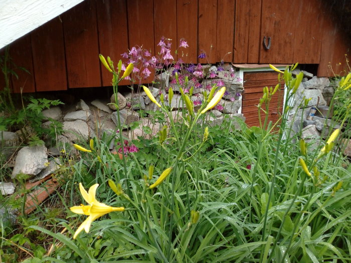 Blommande blåbärsbuskar i krukor bredvid ett staket, omgivna av grön växtlighet och stenar.