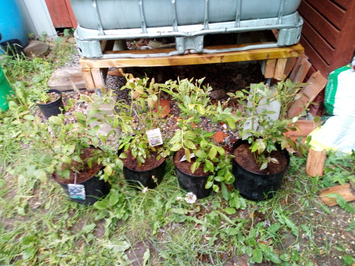 Blåbärsbuskar i krukor, redo för plantering, med viss vegetation i bakgrunden.