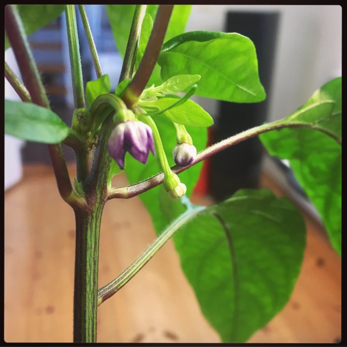 Chilipepparplanta med lila blommor och gröna löv inomhus, redo för omplantering.