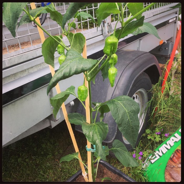 Chilipepparplantor med omogna frukter, stödda av träpinnar, framför en släpvagn och trädgårdsutrustning.