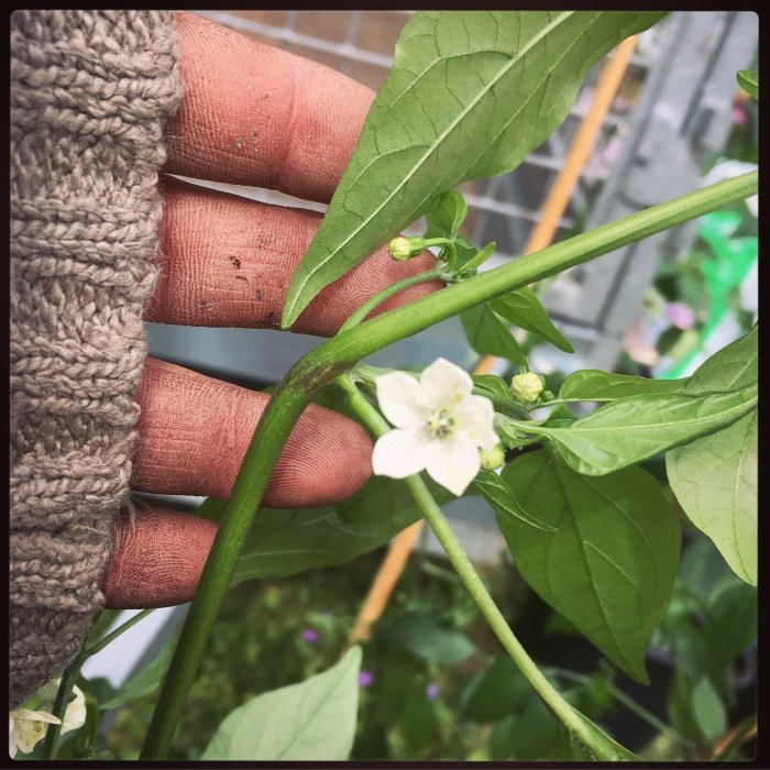 Hand som håller i en chiliplanta med små blommor och knoppar i ett växthus.