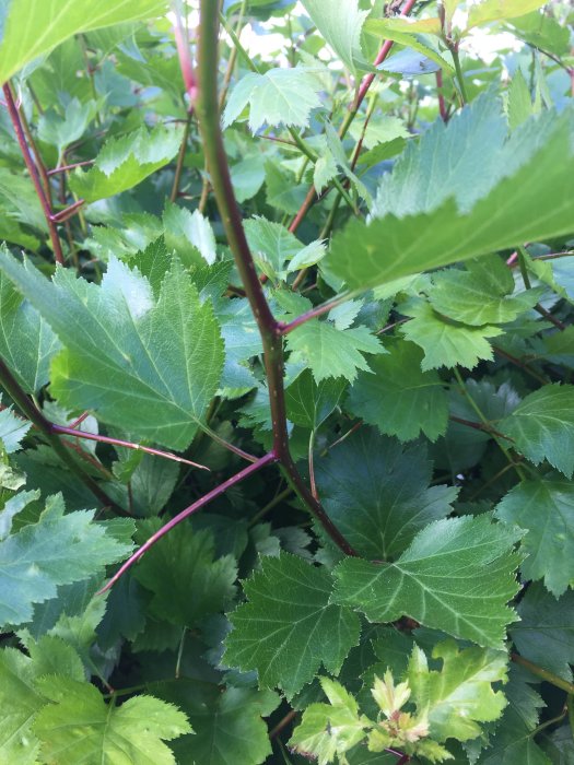 Gröna blad och rödbruna grenar på en buske, möjligen en häckväxt av okänd art.