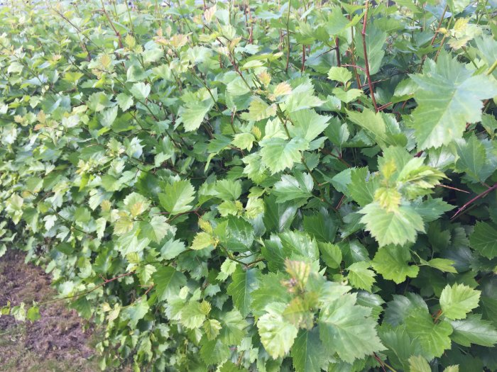 Grön häck med lövverk och röda grenar som misstänks vara en hagtornsart, utan blommor eller bär.