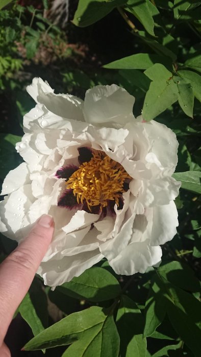 Vit blommande trädpion med gula ståndare och mörka fläckar i mitten, omgiven av gröna blad.