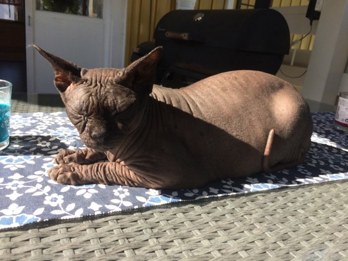 En Sphynxkatt ligger på ett blommigt bordstäcke i solen på en veranda.