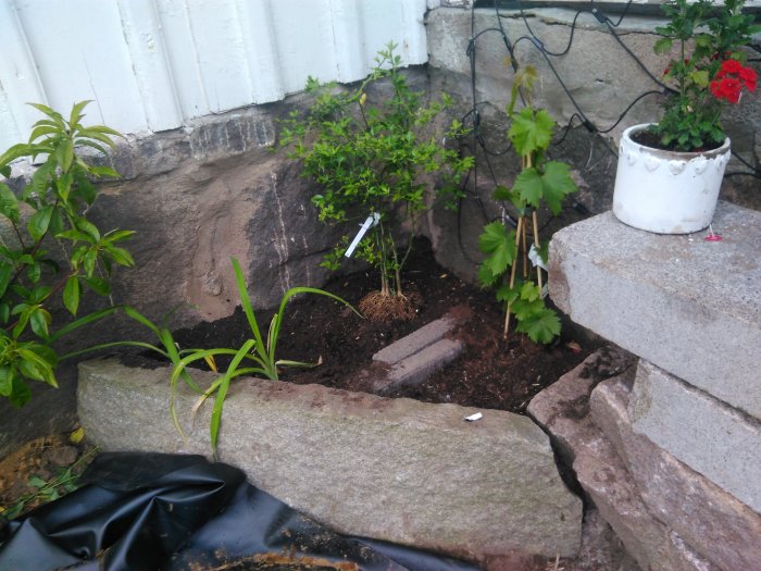 Förberedd trädgårdshörna med grop täckt av plast, stenar och början till växtplantering, redo för stensättning och växthantering.