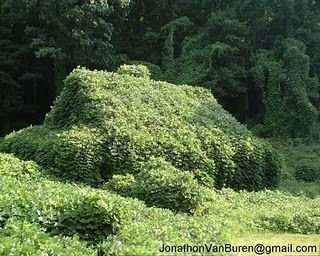 Klätterväxt Kudzu täcker en hel byggnad i ett grönområde.