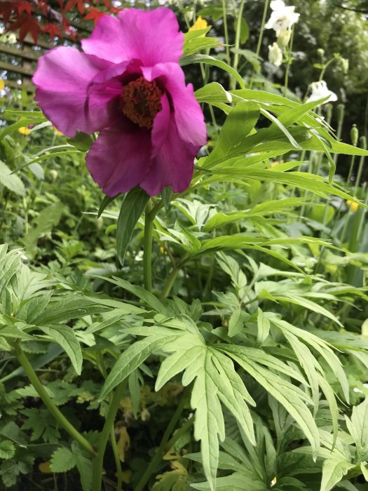 Ljuslila frösådd pion i blom mot grönskande bakgrund, möjlig Paeonia anomala.