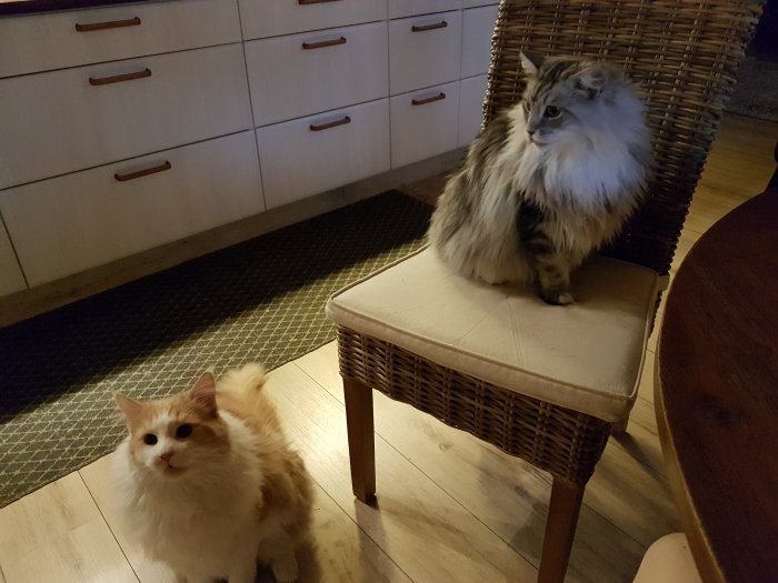 Röd-vit katt på golvet och svart-silver katt på stol i ett kök efter kloklippning.