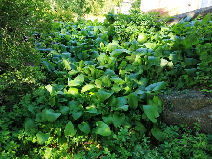 Trädgårdsrabatt med stora gröna blad och lila blommande lökväxter i skuggigt läge.