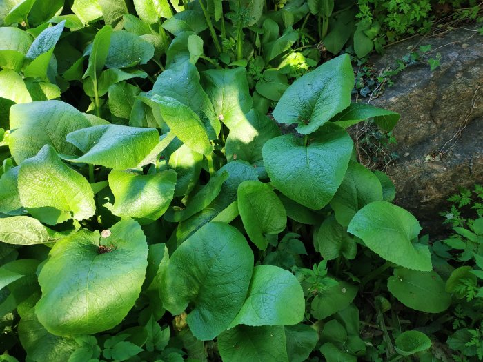 Stora gröna blad av potentiell Funkia (Hosta) med skuggiga lägen, ej parksallad.