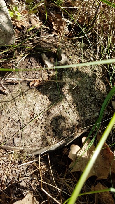 Avsågade stolpjärn synliga i ett gjutet rör i marken omgivet av gräs och löv.