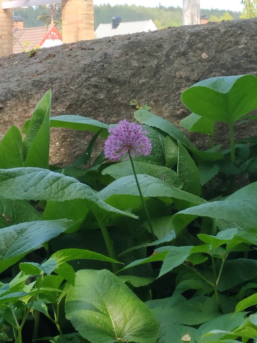 Gigantiska gröna blad med trekantiga stjälkar och lila blomma, glasögon på bladet för storleksjämförelse.