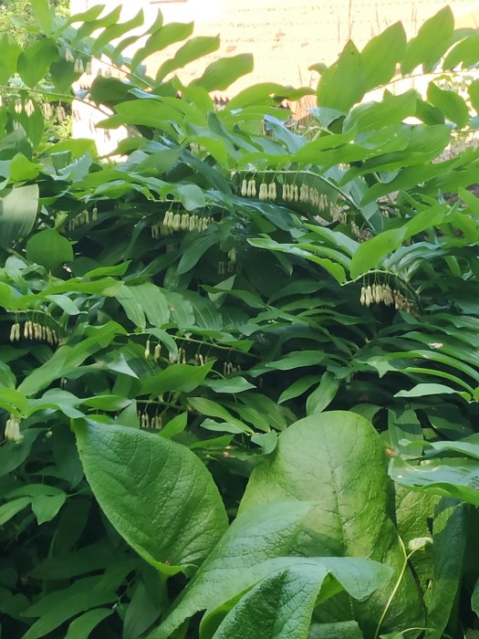 Stora gröna blad som dominerar i en växtsamling med vita hängande blommor och ett par glasögon placerade på ett blad.