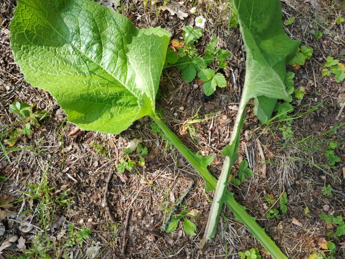 Gigantiska gröna blad med trekantig stjälk och glasögon för storleksjämförelse vid en smultronplanta.