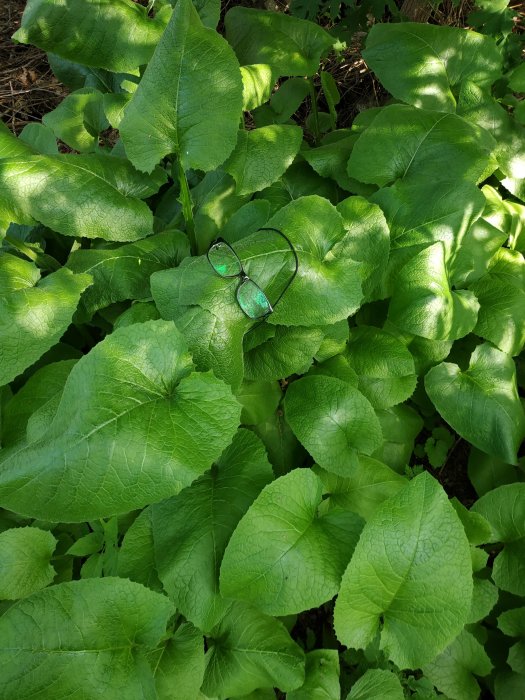 Stora gröna blad på en planta med ett par glasögon för storleksjämförelse och en smultronblomma synlig.