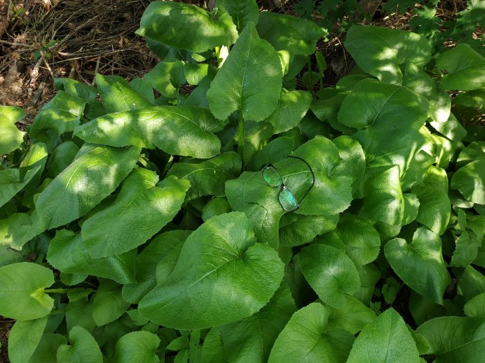 Storväxta gröna blad av okänd planta med ett par glasögon på för storleksjämförelse, i dagsljus.