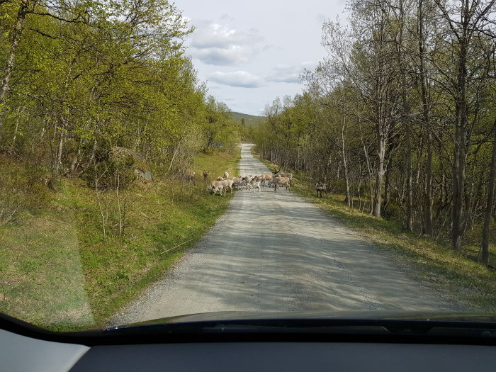 Flock får som korsar en grusväg omringad av björkträd från en bilvy.