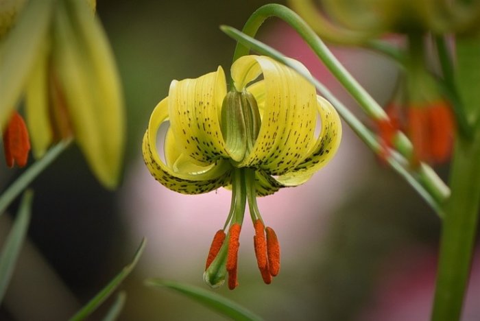 Gul och svartfläckig Pyreneisk lilja (Lilium pyrenaicum) med utstående ståndare.