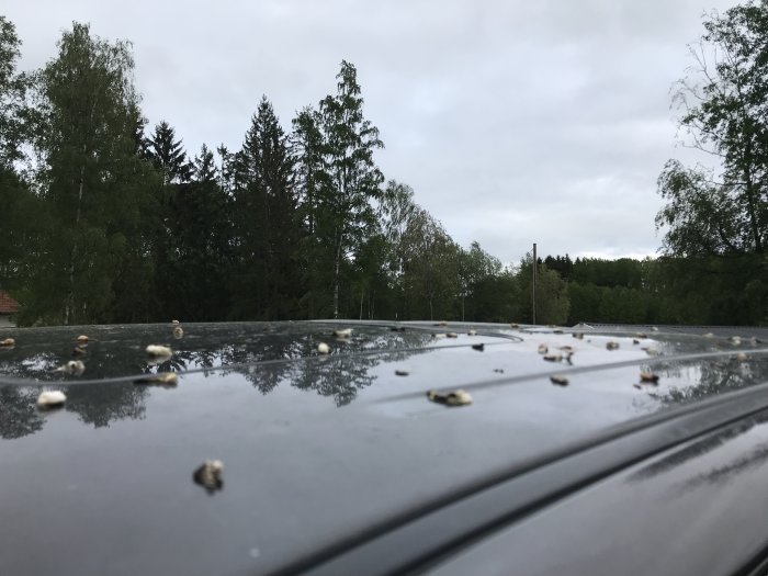 Fågelspillning på en bil med skogsbakgrund.