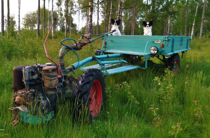 Gammal traktor med släp i gräset och två hundar som sitter på flaket.