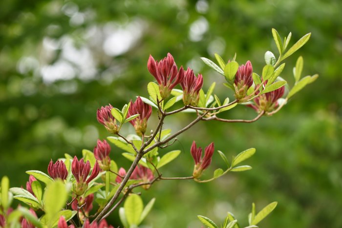 Röda knoppar och gröna löv av lövfällande Rhododendron 'Satan'.