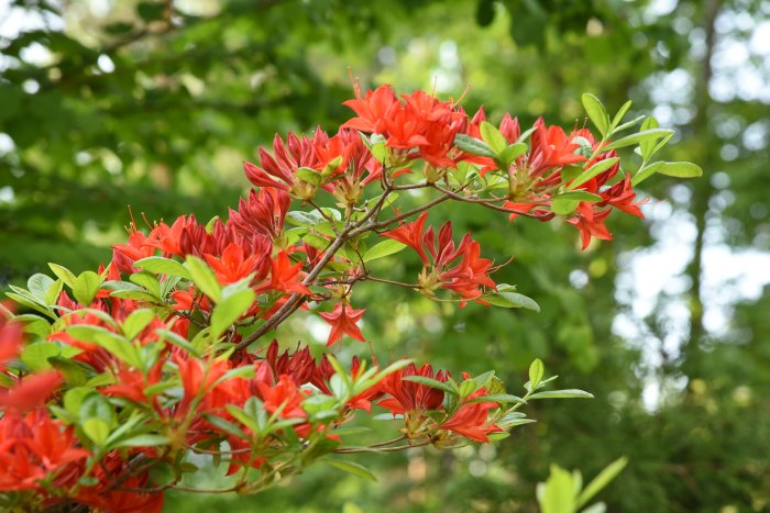 Röda lövfällande Rhododendron 'Satan' blommor med gröna blad mot suddig naturbakgrund.