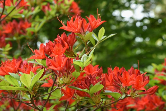 Röda lövfällande Rhododendron 'Satan' blommor med gröna blad i närbild.