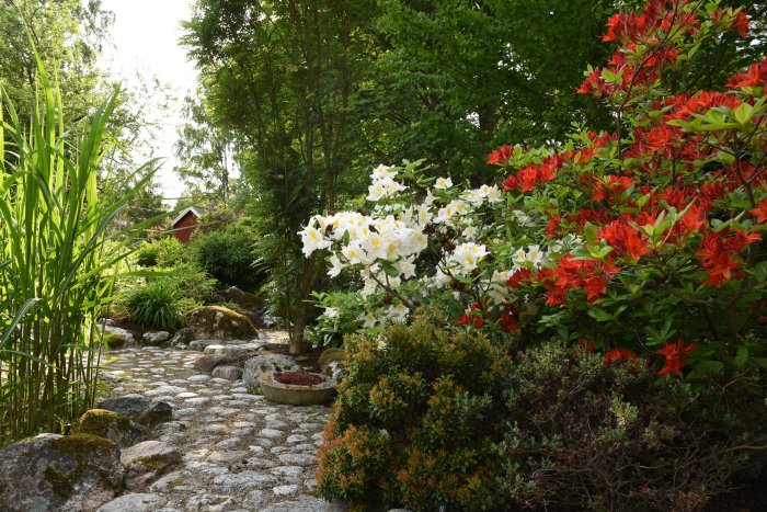 Trädgårdsstig med blommande lövfällande Rhododendron 'Satan' i rött och 'Persil' i vitt.