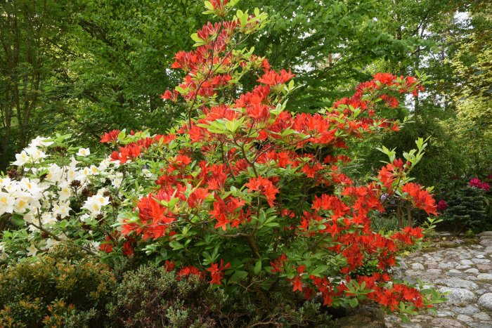 Rhododendron 'Satan' med röda blommor bredvid 'Persil' med vita blommor i en trädgård.