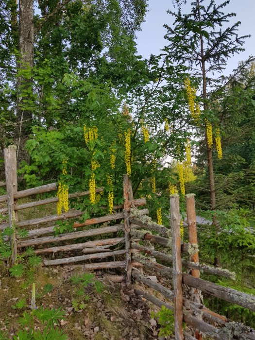 Gulregn med hängande gula blomklasar vid en timrad staket i naturen.