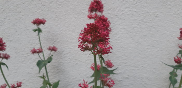 Röda blomklasar på en planta framför en vit vägg.