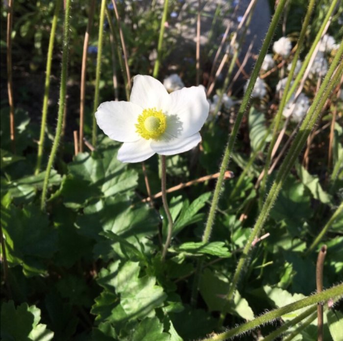 En blommande vit Höstanemon 'Honorine Jobert' mot en bakgrund av gröna blad och stjälkar.