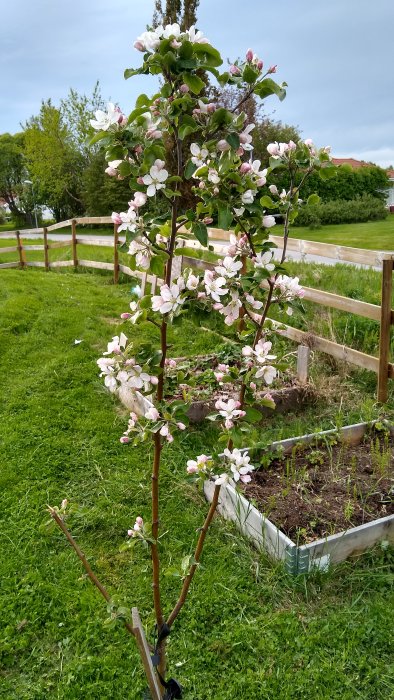 Blommande äppelträd i en trädgård med gräs och upphöjda odlingsbäddar i bakgrunden.