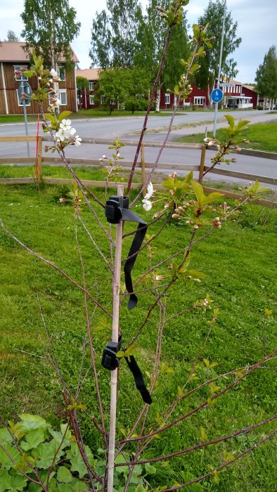 Unge äppelträd i blom med vit blomning och knoppar, stadsmiljö i bakgrunden.