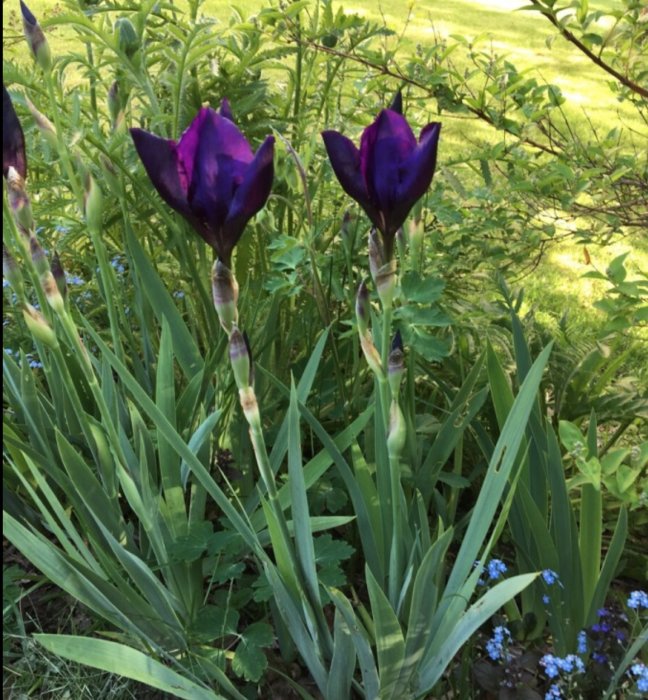 Lila iriser 'Black Swan' i motljus med knoppar och gröna blad, nära utslagning.