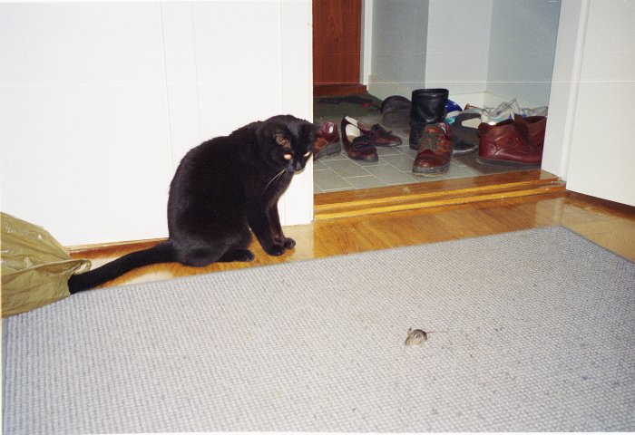 Svart katt som stirrar på en liten mus på en matta bredvid en skosamling vid en dörröppning.