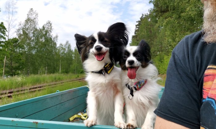 Två glada små hundar med tungan ut sittande i en blå släpvagn utomhus.