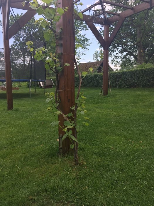Beskuren vinranka som skjuter nya skott nära basen vid en trästolpe, i en grönskande trädgård.