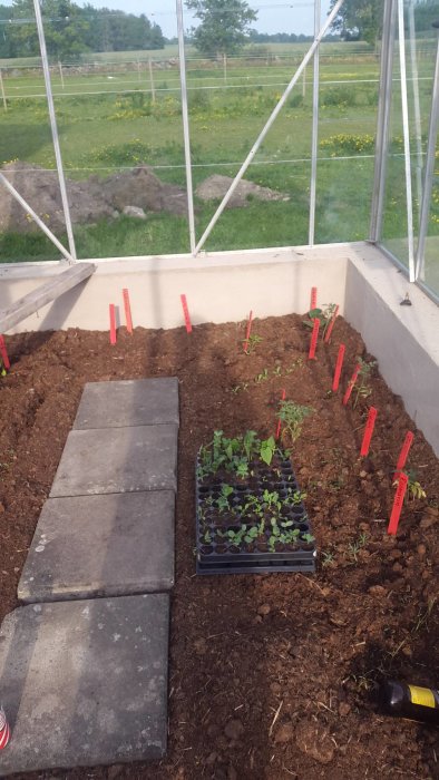 Invändig vy av ett växthus med jordgolv, planterade frön med röda etiketter och ett brickbord med plantor.