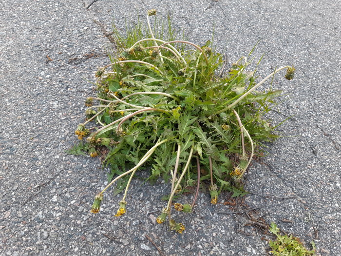 Övergivet grönområde med ovårdade växter och ogräs som växer i en spricka på en asfalterad parkering.