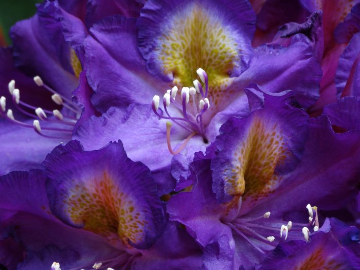 Närbild på lila Rhododendron 'Tamarindos' blommor med gula mönster och vita ståndare.