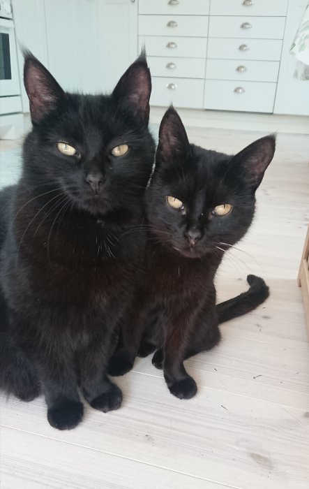 Två svarta katter, troligen mor och dotter, poserar sida vid sida inomhus.