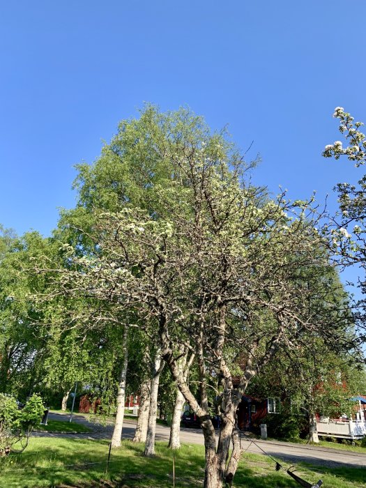 Ett träd med blandning av gröna och vissna grenar mot en klarblå himmel.