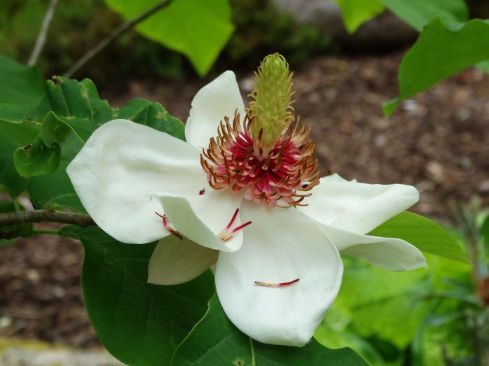 Närbild på en blommande Magnolia 'Swede Made', med vita kronblad och distinkt röd pistill och ståndare.