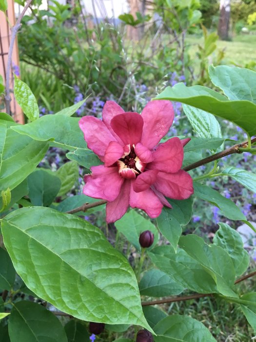 Blommande 'Hartlage Wine' kryddbuskehybrid med stora röda blommor och gröna blad.