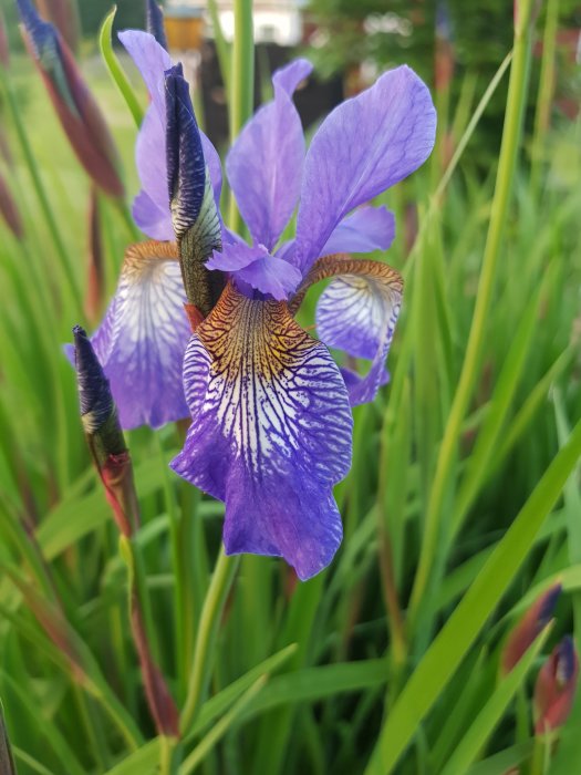 Lila irisblomma i blom med detaljerade mönster på kronbladen, omgiven av grönt gräs.