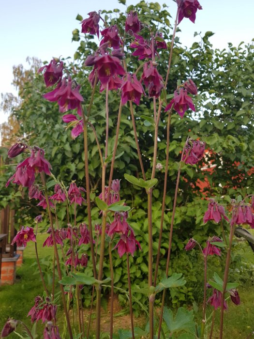 Rosa klockliknande blommor i trädgård med grönska i bakgrunden.