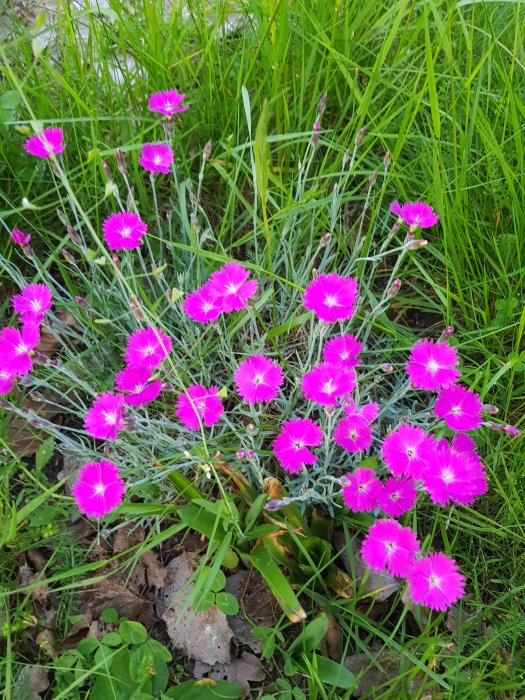 Ljusa, levande rosa blommor i full blom bland grönt gräs och bladverk som signalerar början på våren.